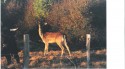 STRANGE COW IN THE HERD!! (click to enlarge)