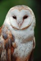 OWLS CAN BE SEEN HUNTING IN EARLY SEPTEMBER (click to enlarge)