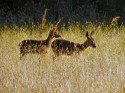 DEER ARE NOT UNUSUAL IF YOU ARE PATIENT (click to enlarge)