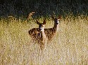 STAY PERFECTLY STILL, AND DEER WILL APPROACH YOU OUT OF CURIOSITY (click to enlarge)
