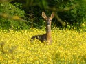 HIDING IN BUTTER CUPS IS NOT THEIR FORTE (click to enlarge)