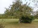A SIXTY YEAR OLD TREE ON THE SITE, STILL PRODUCING FRUIT (click to enlarge)